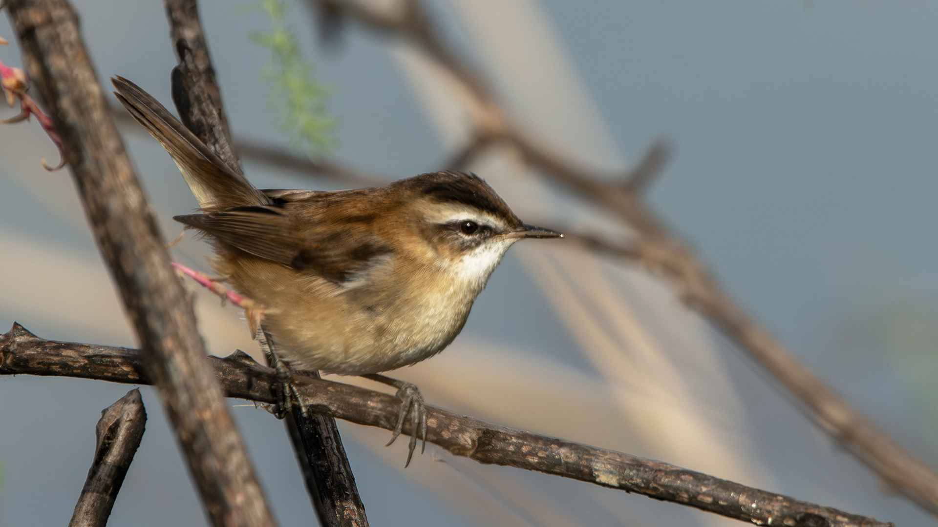 Moustached Warbler